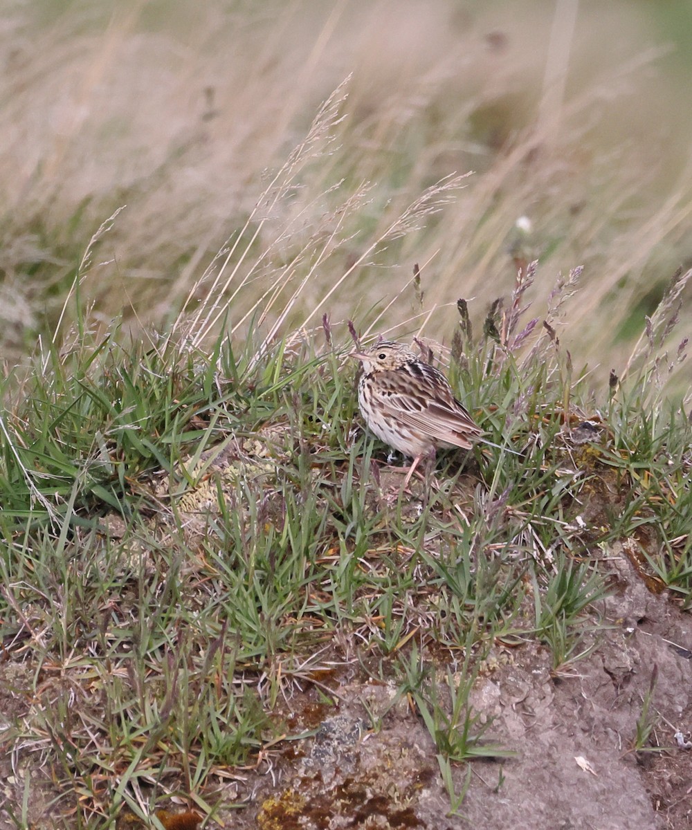 Bisbita Correndera - ML647388430