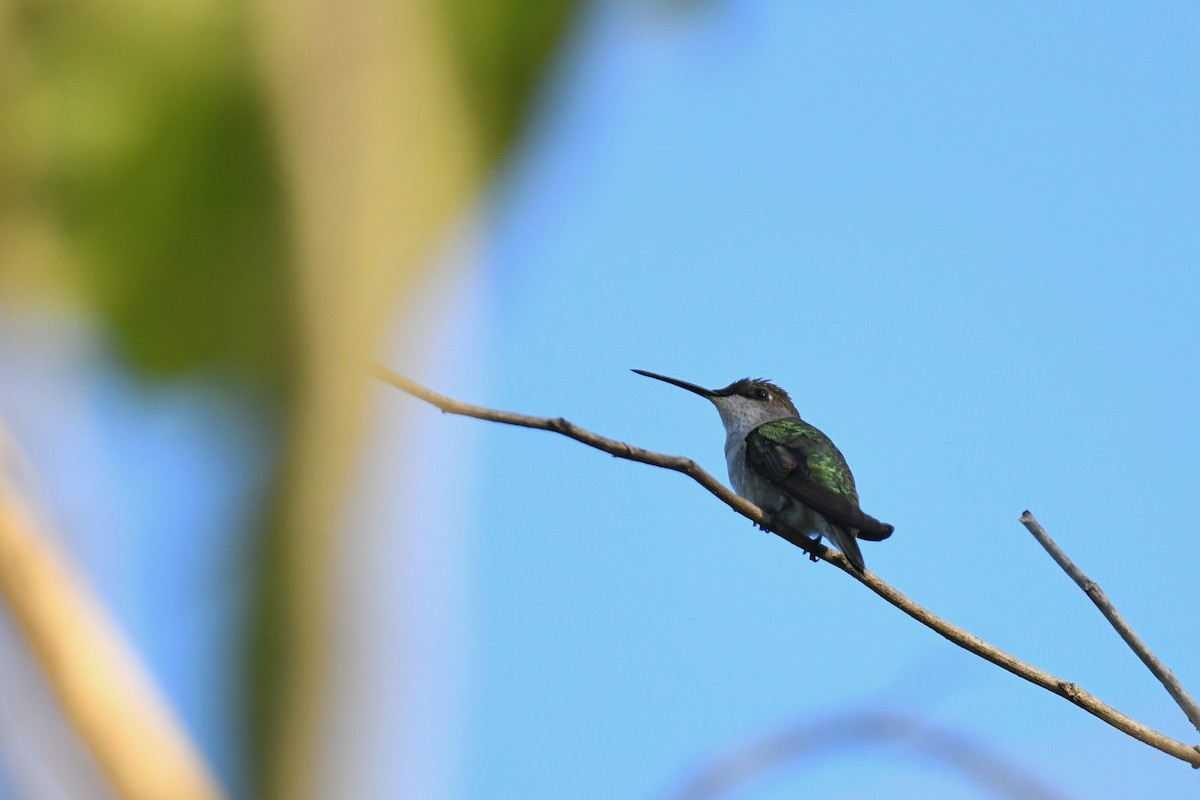 Ruby-throated Hummingbird - ML647388435