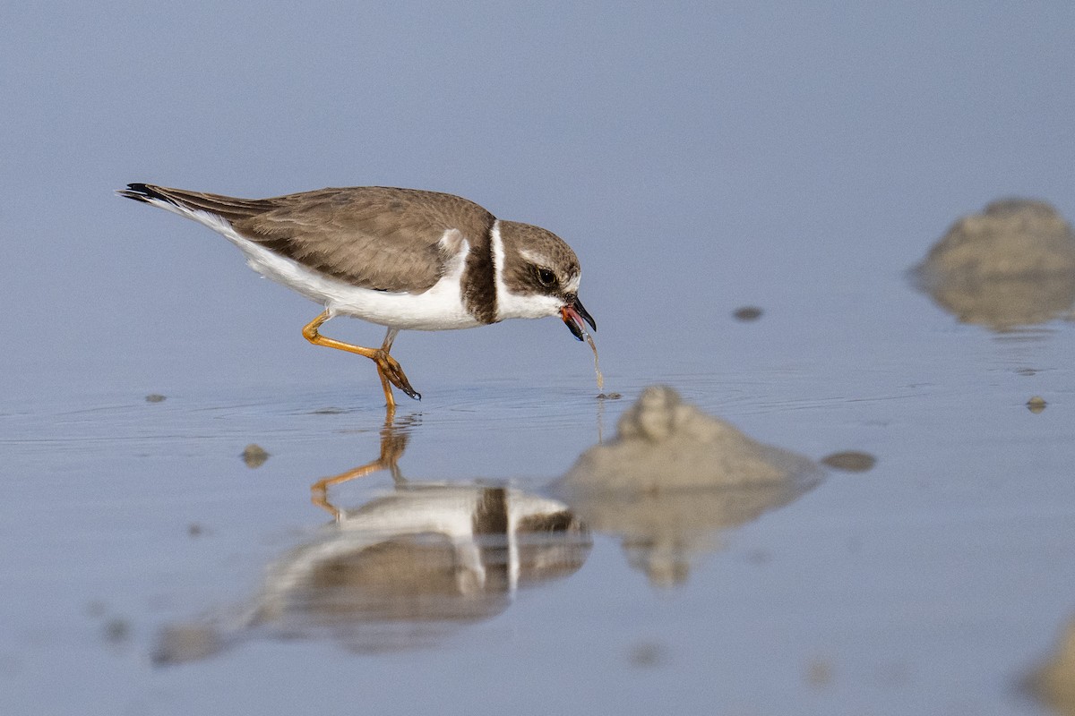 kulík kanadský - ML647388441