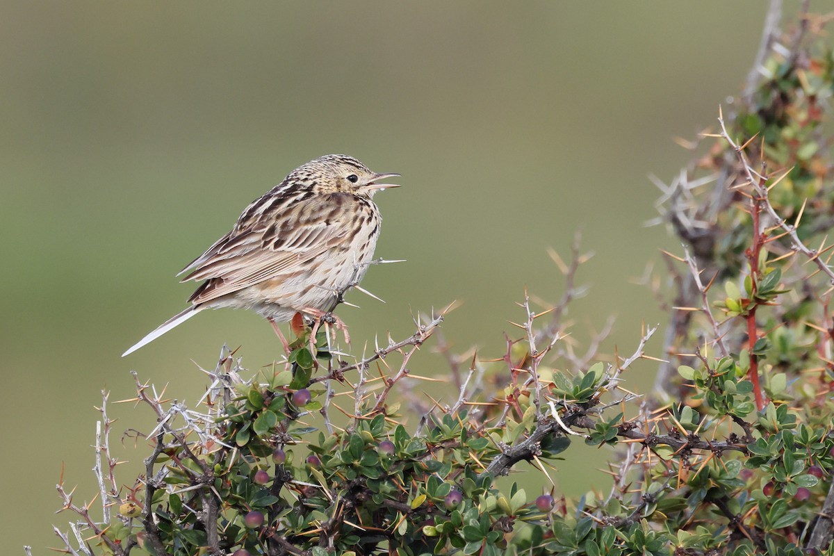 Bisbita Correndera - ML647388448