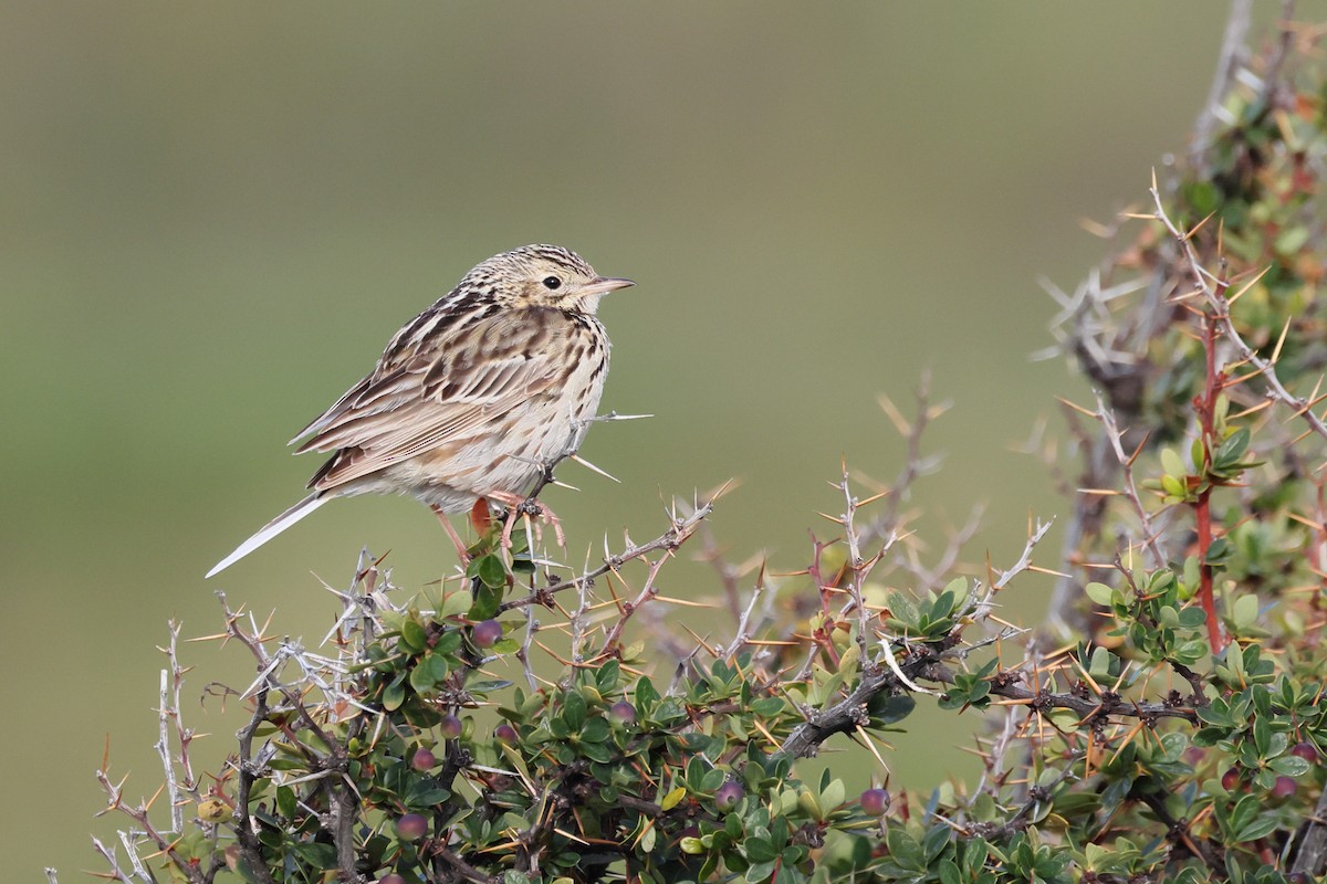 Bisbita Correndera - ML647388449