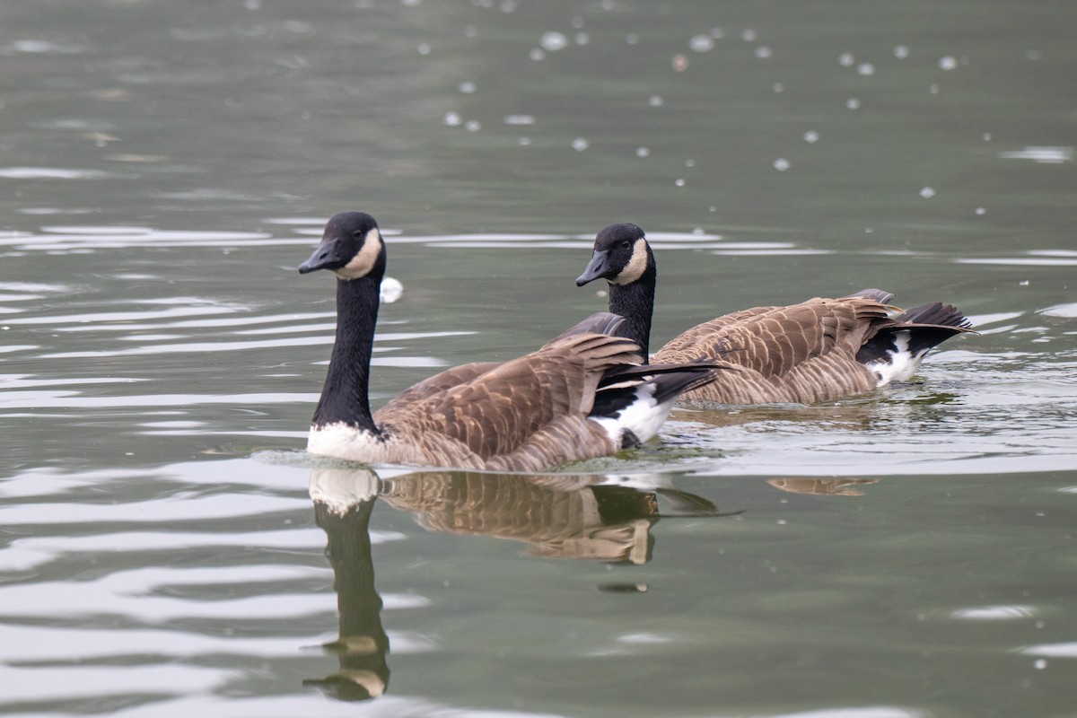 Canada Goose - ML647388458