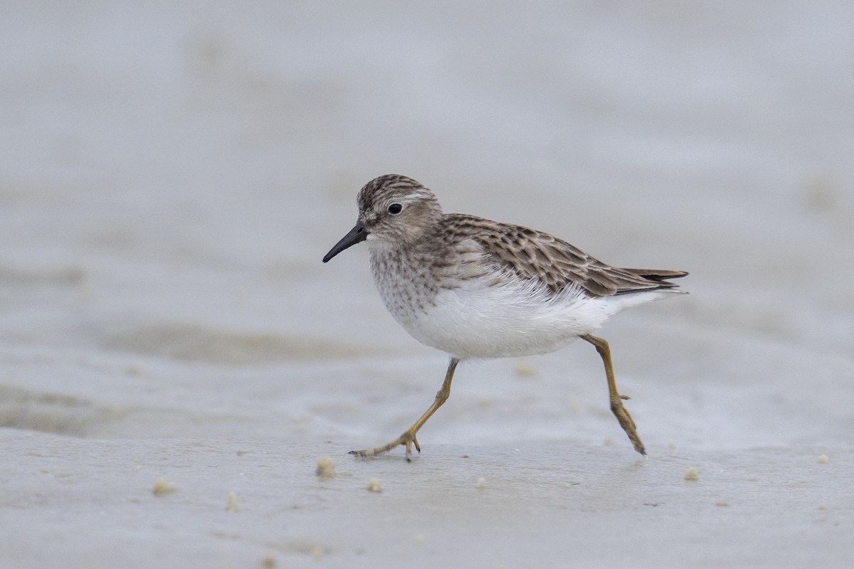 jespák drobný - ML647388462