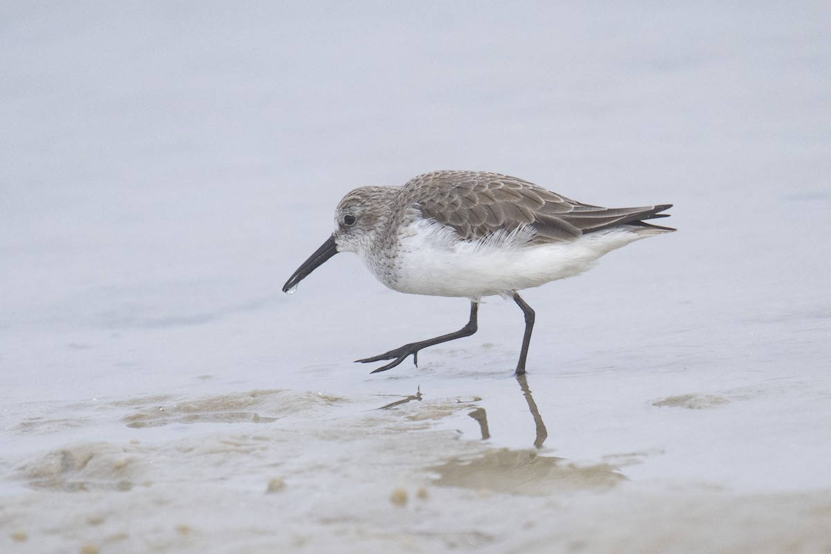 Gambecchio dell'Alaska - ML647388472