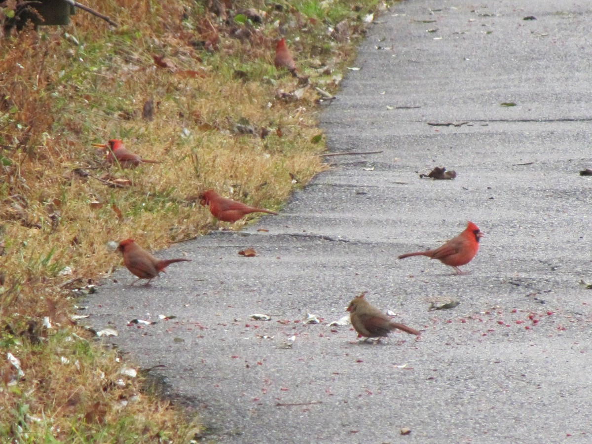 Northern Cardinal - ML647388473