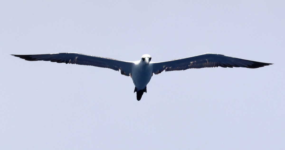 Abbot zanga - ML647388486