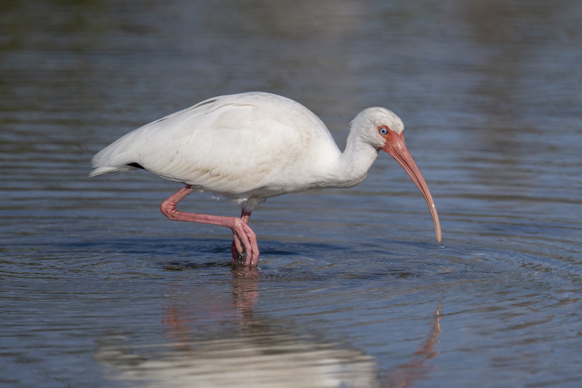 ibis bílý - ML647388487