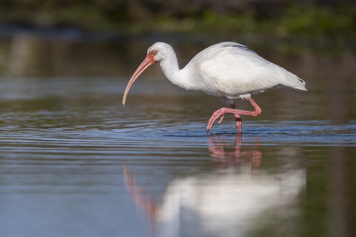 ibis bílý - ML647388488