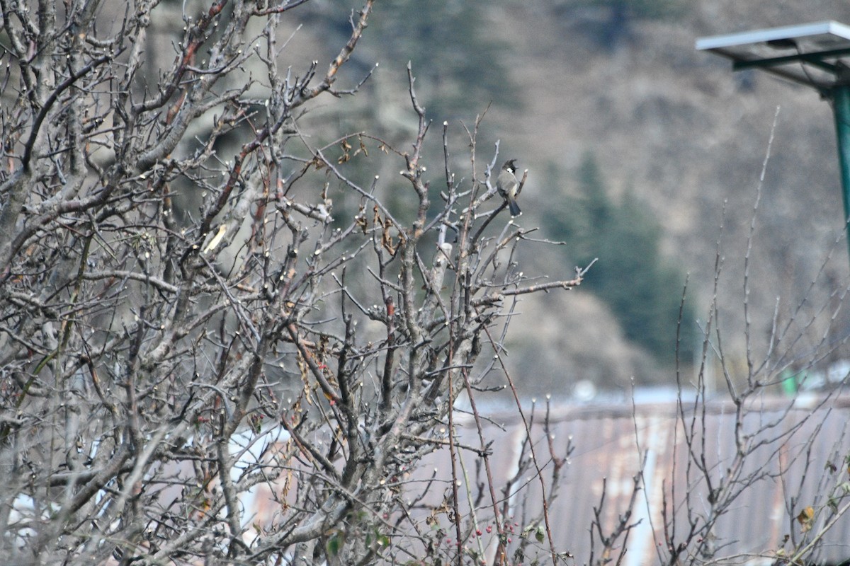 Himalayan Bulbul - ML647388492