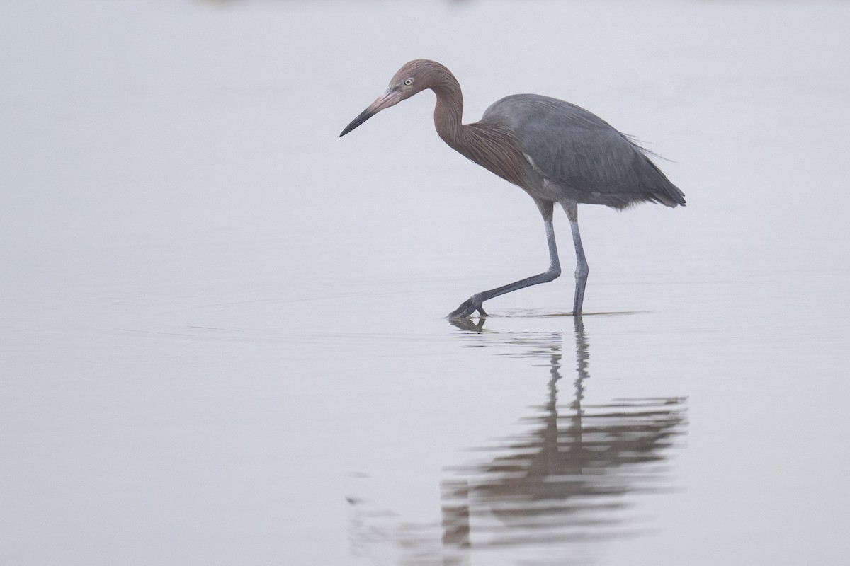 volavka červenavá - ML647388505