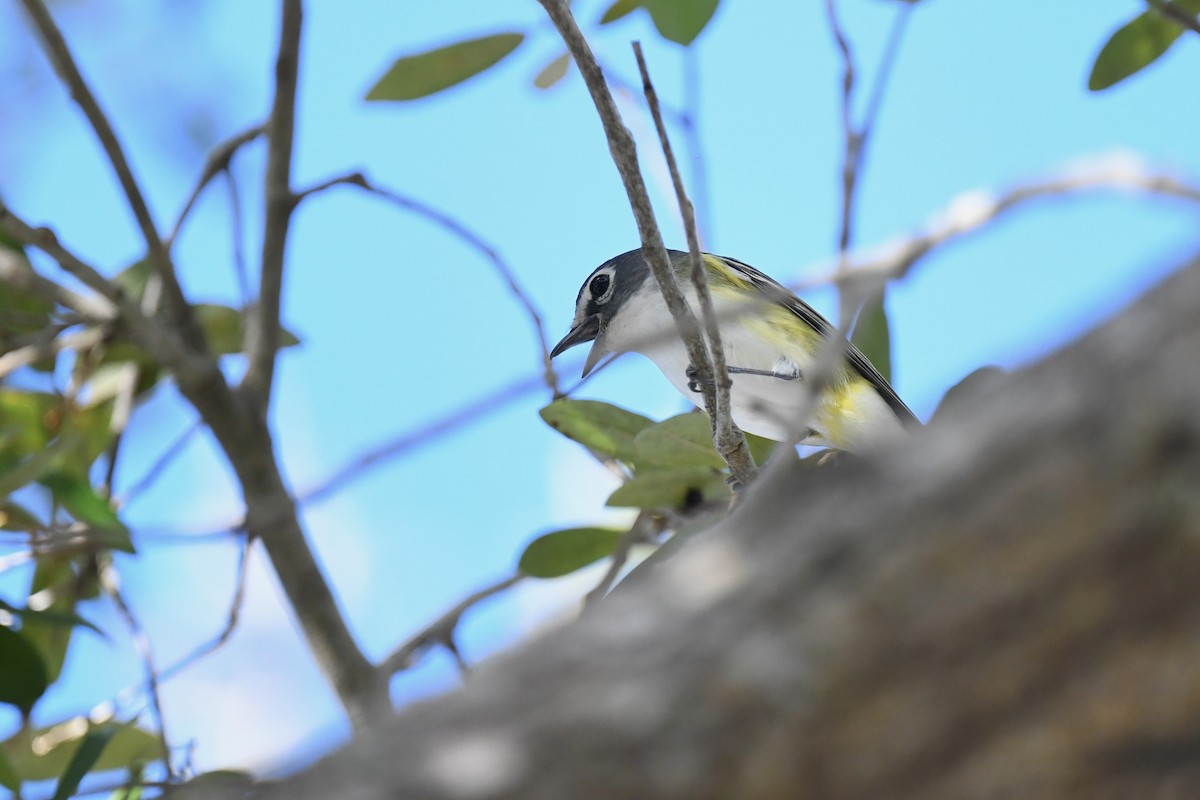 Blue-headed Vireo - ML647388506