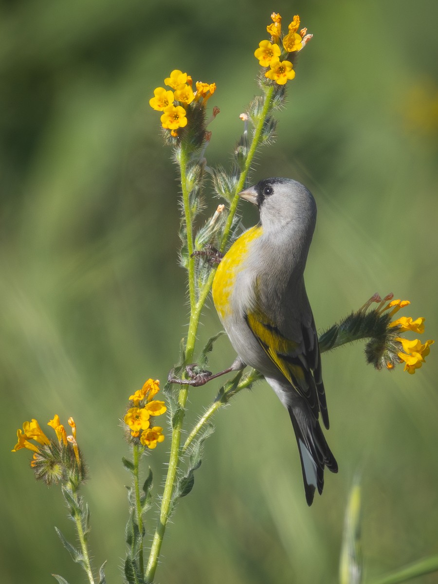Lawrence's Goldfinch - ML647388523