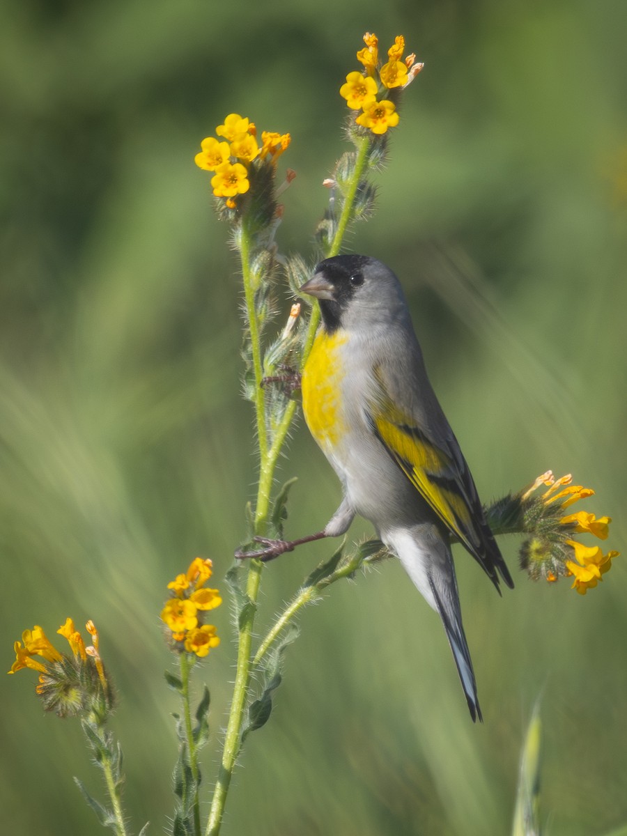 Lawrence's Goldfinch - ML647388524