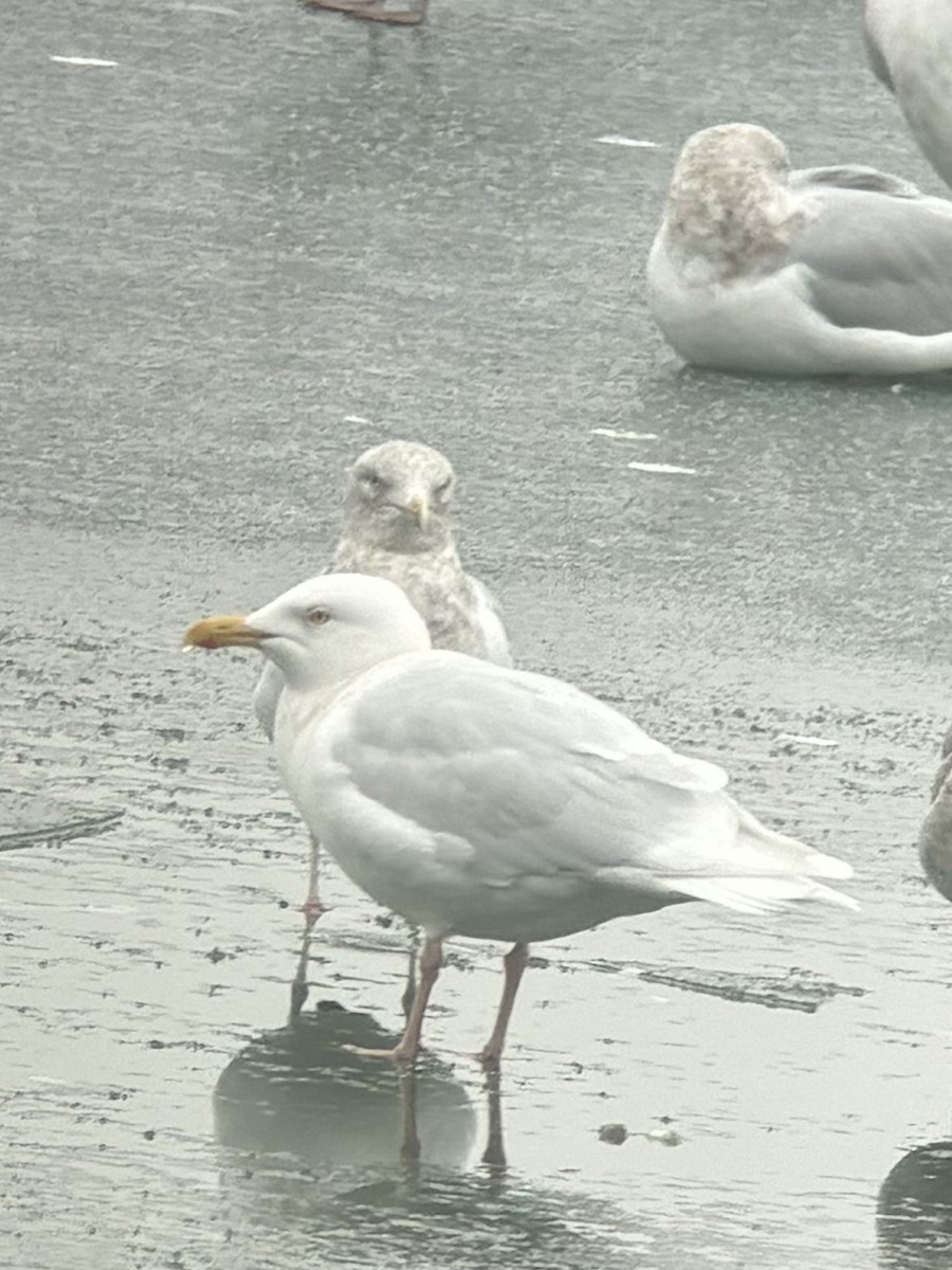 Gavión Hiperbóreo - ML647388541