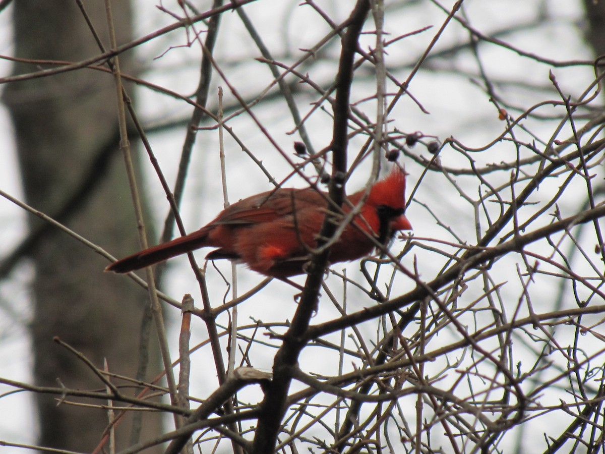 Northern Cardinal - ML647388543