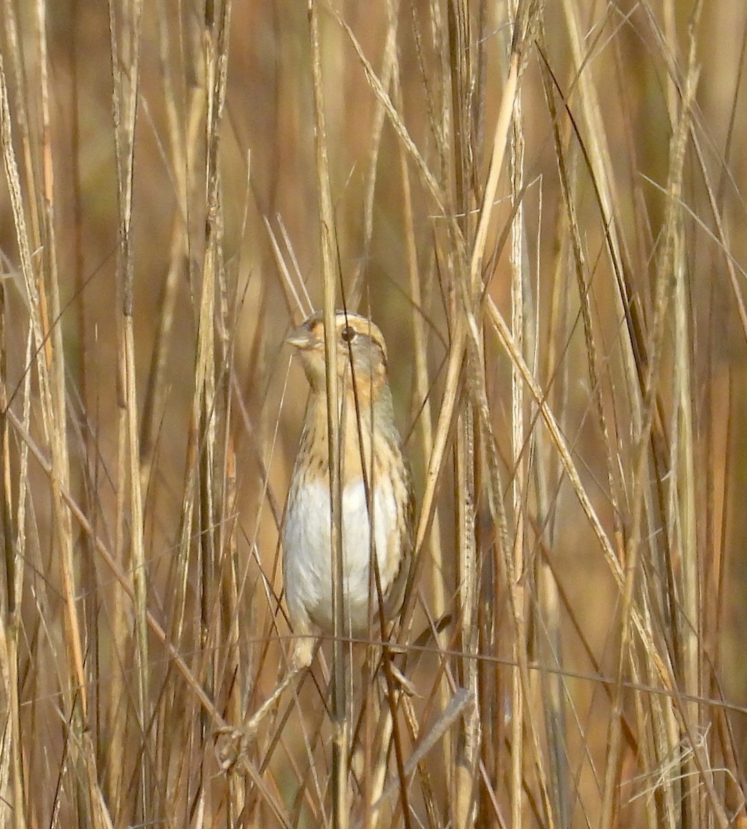 Nelson's Sparrow - ML647388553
