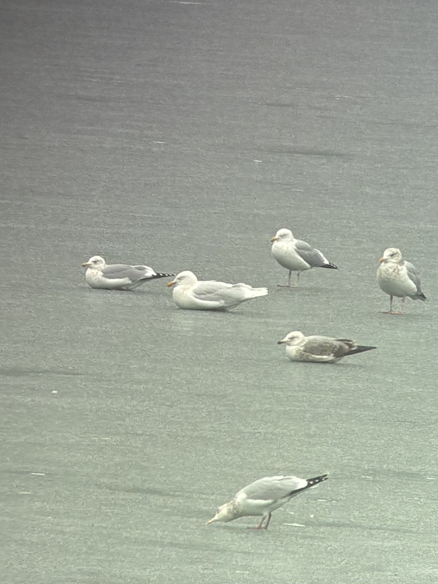 Gavión Hiperbóreo - ML647388555