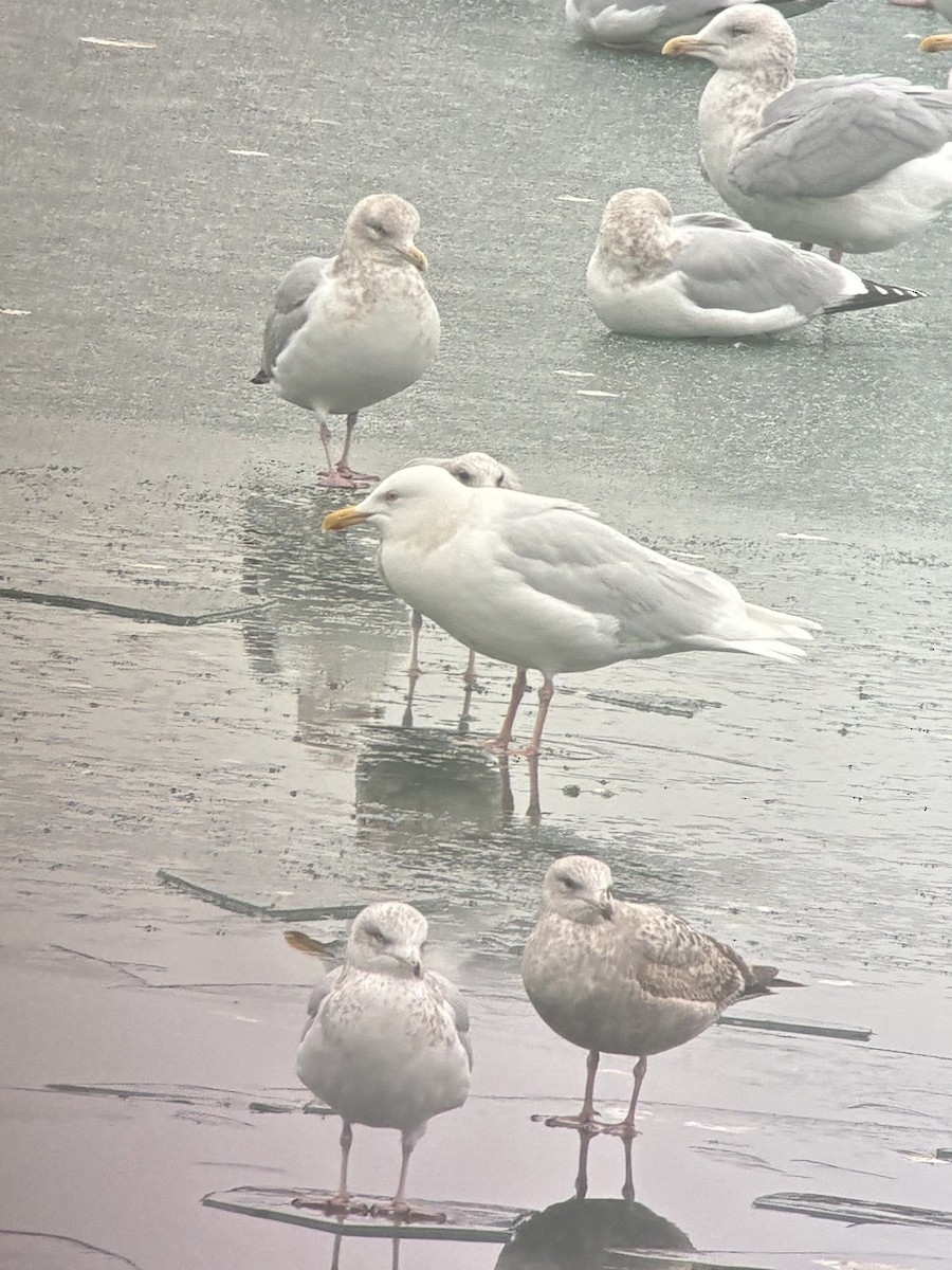 Gavión Hiperbóreo - ML647388556