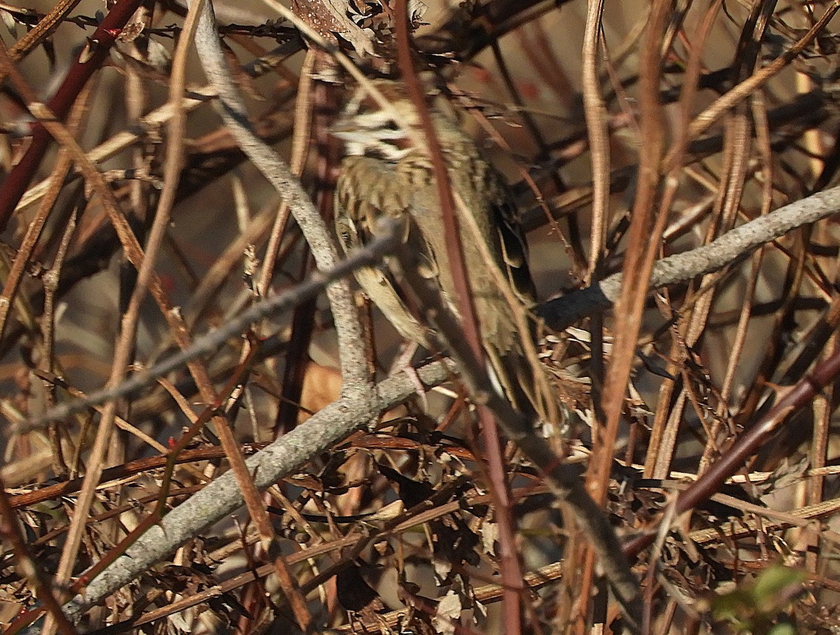 ヒバリヒメドリ - ML647388558