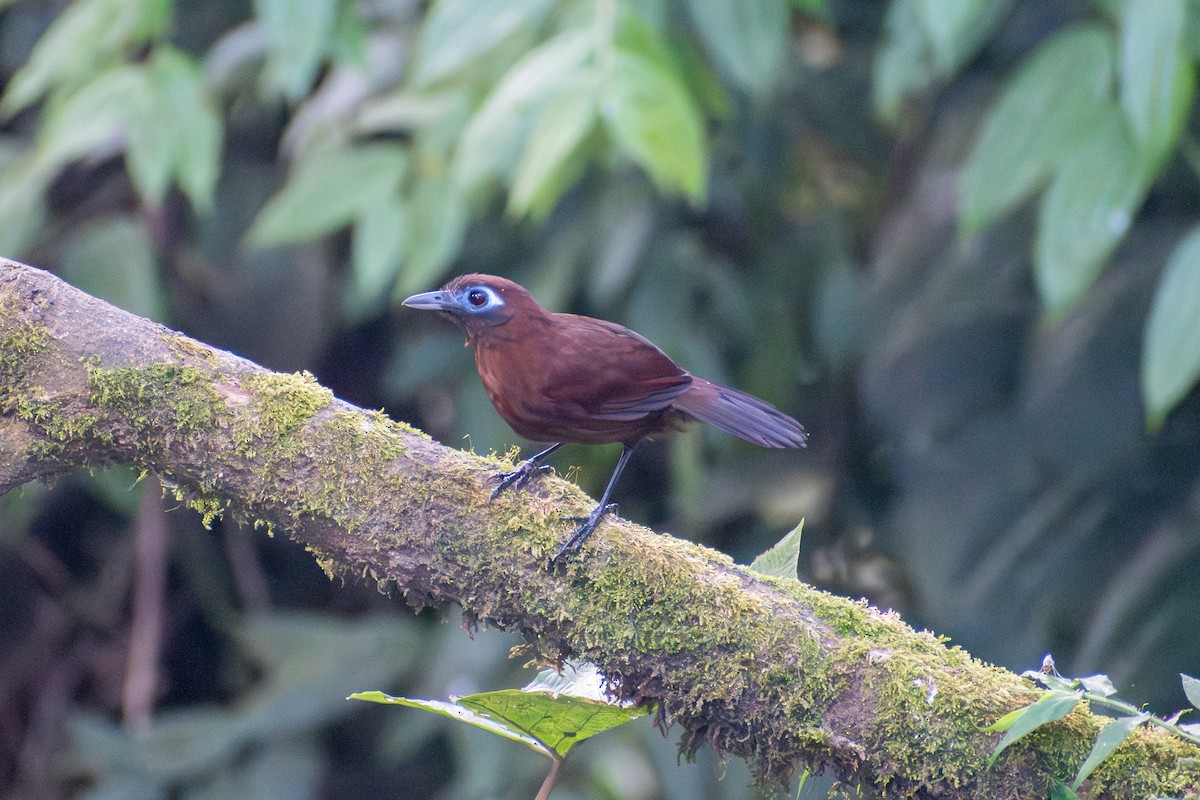Zeledon's Antbird (Choco) - ML647388580