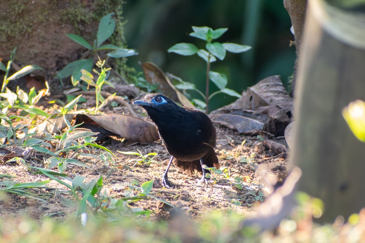 Zeledon's Antbird (Choco) - ML647388581