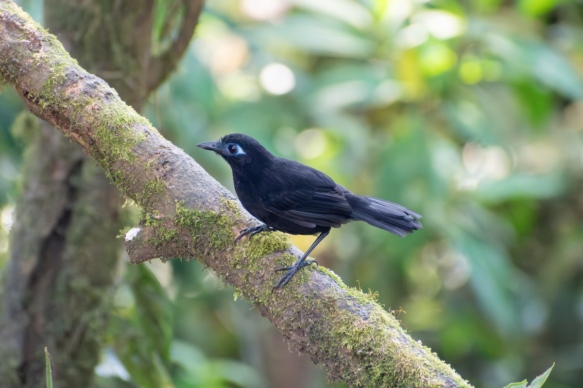 Zeledon's Antbird (Choco) - ML647388582