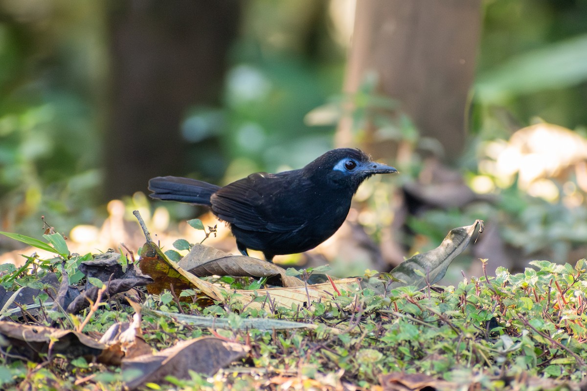 Zeledon's Antbird (Choco) - ML647388584