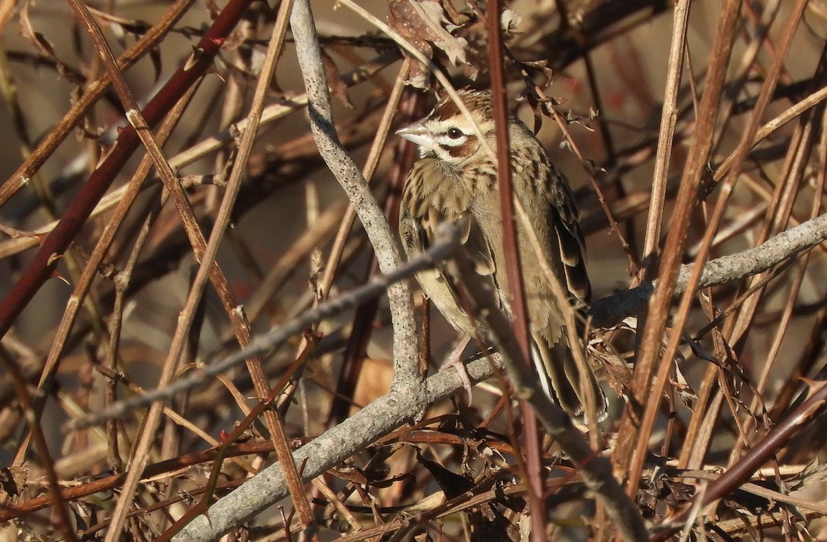 ヒバリヒメドリ - ML647388587