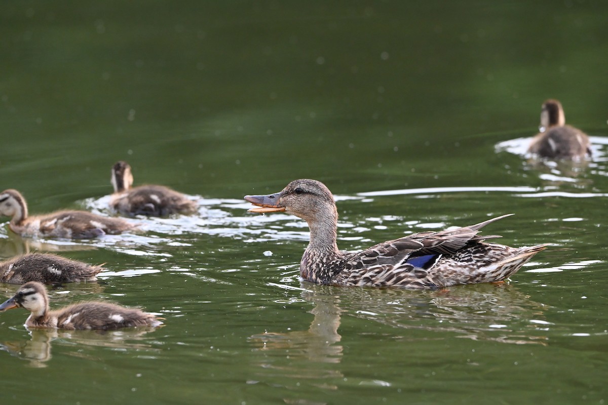 kachna divoká - ML647388594