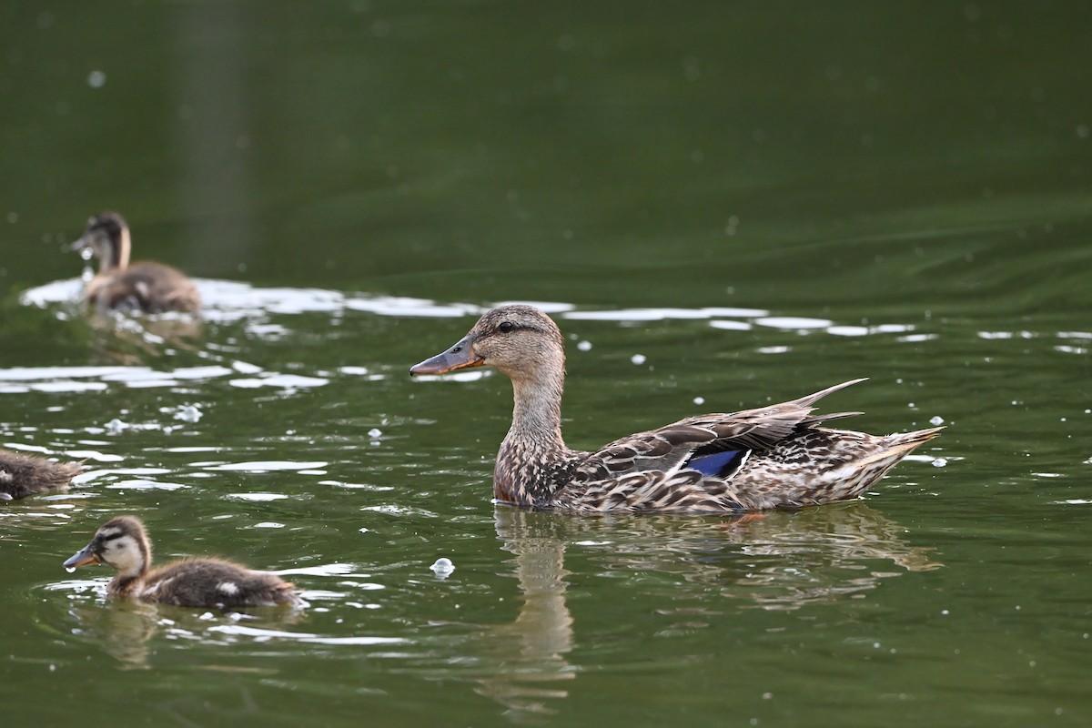 kachna divoká - ML647388595