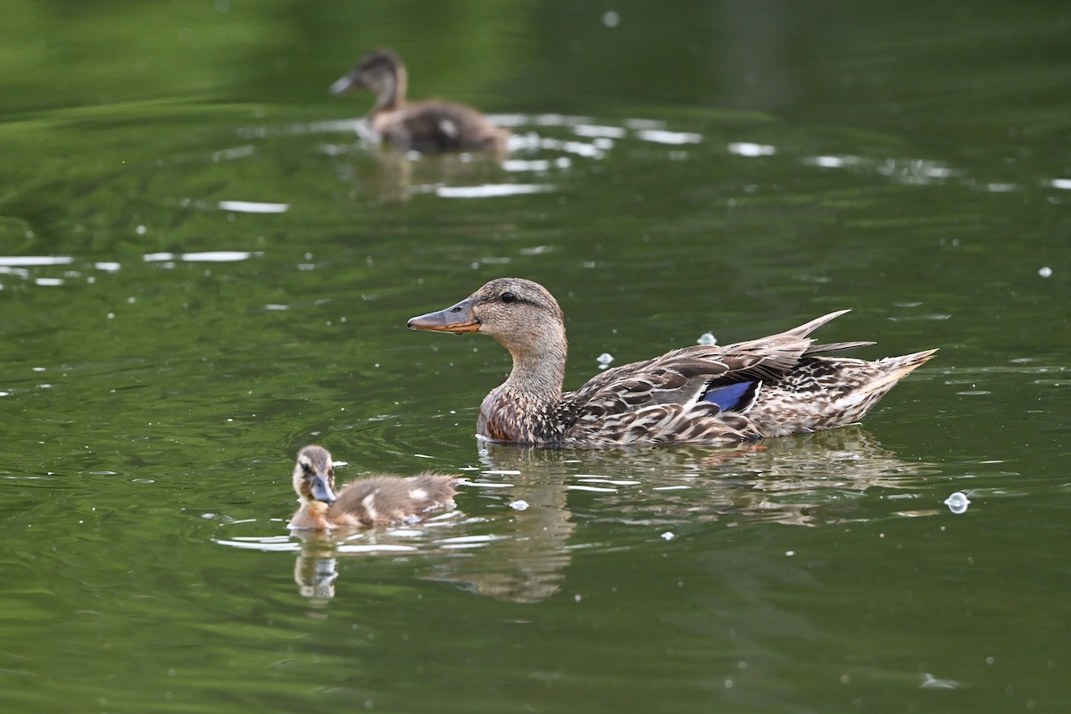 kachna divoká - ML647388596