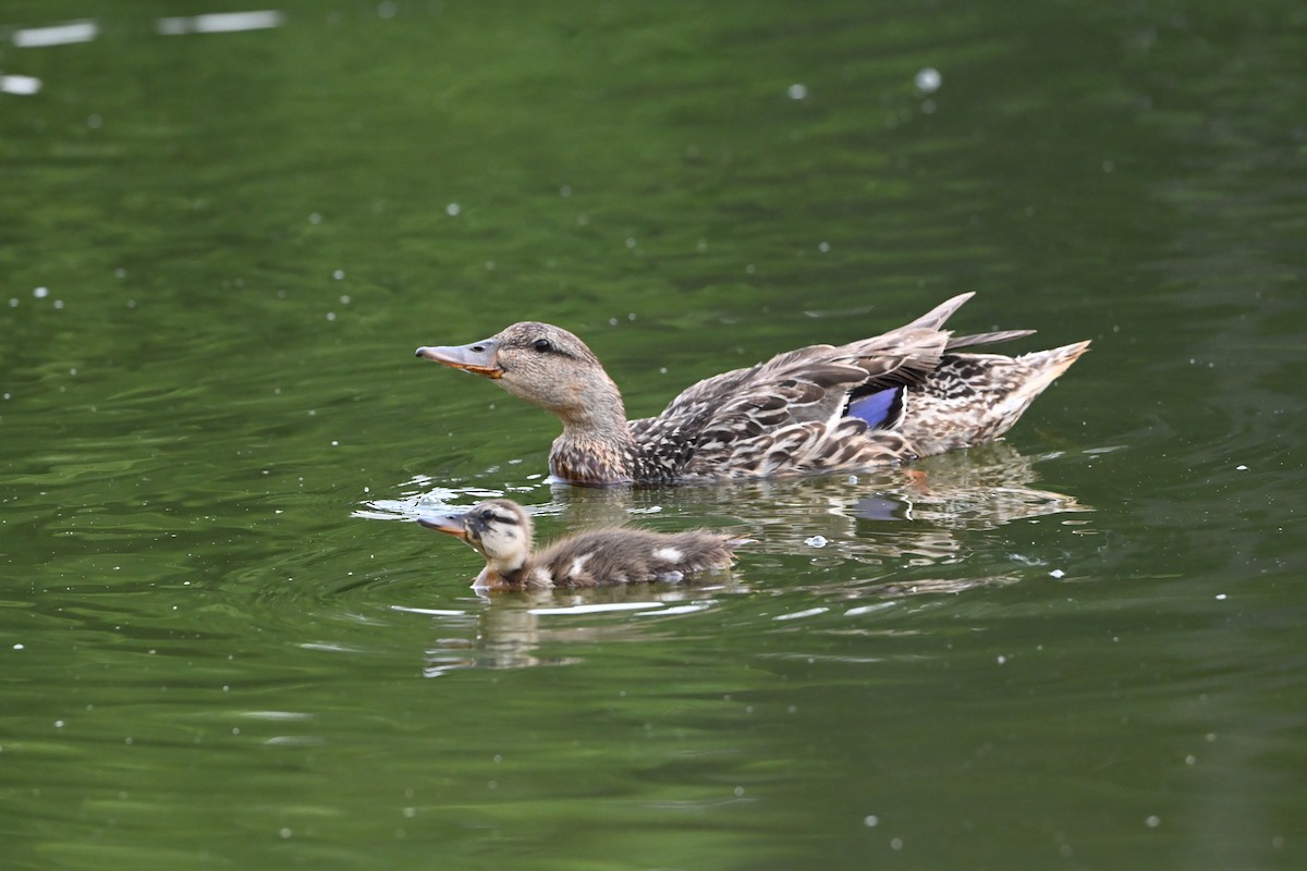 kachna divoká - ML647388597