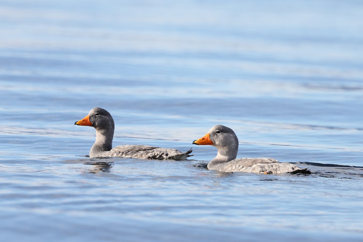 オオフナガモ - ML647388602