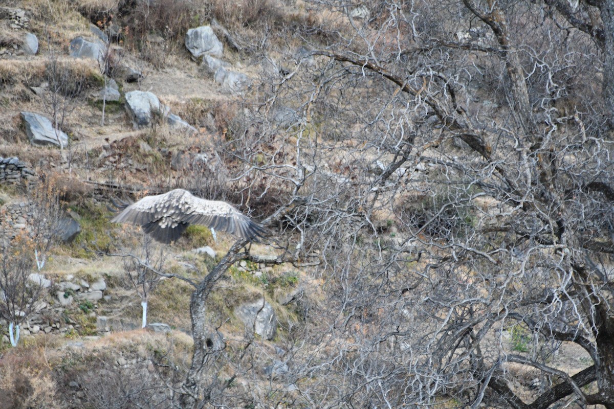 Himalayan Griffon - ML647388609