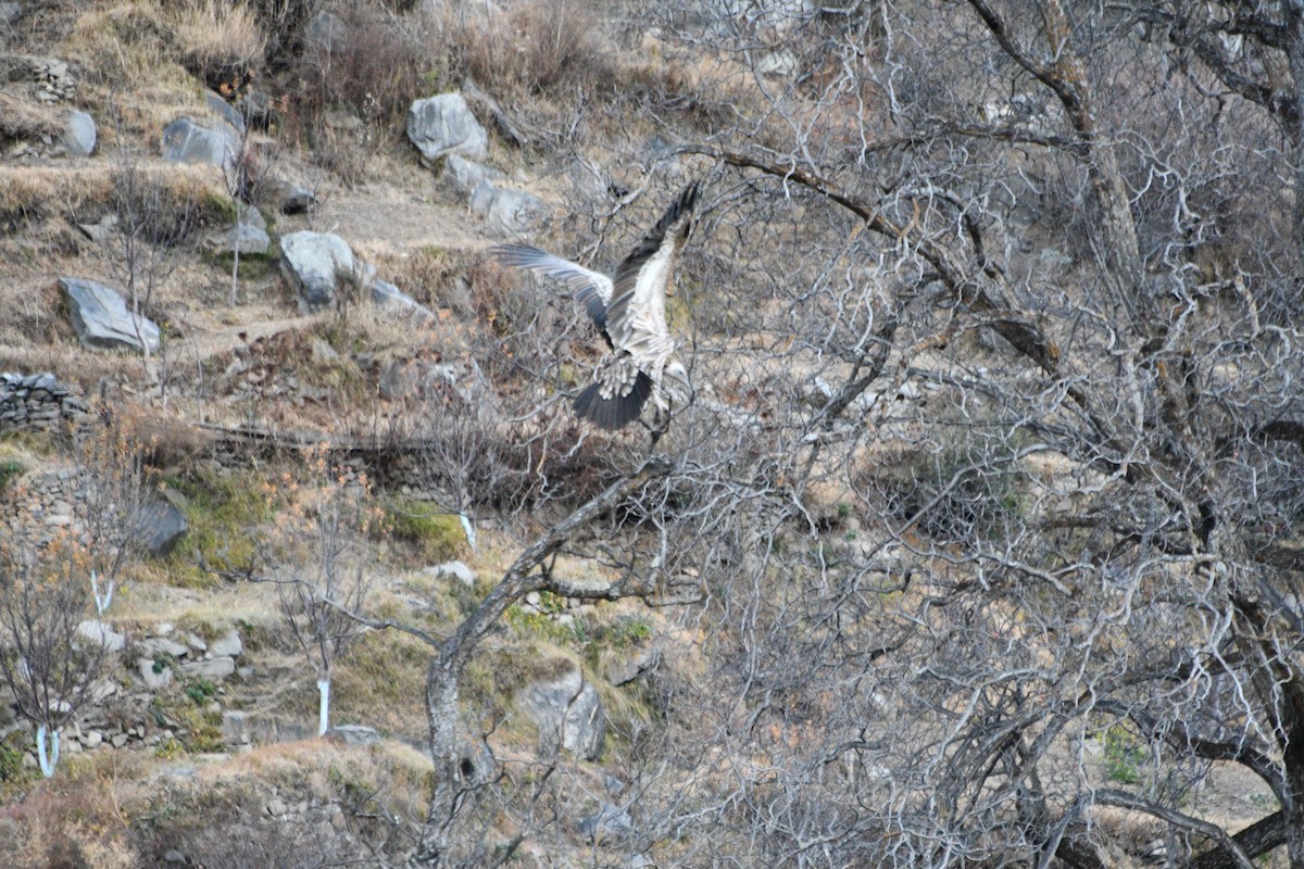 Himalayan Griffon - ML647388610