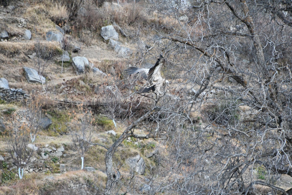 Himalayan Griffon - ML647388611