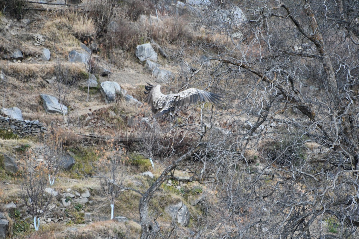 Himalayan Griffon - ML647388612