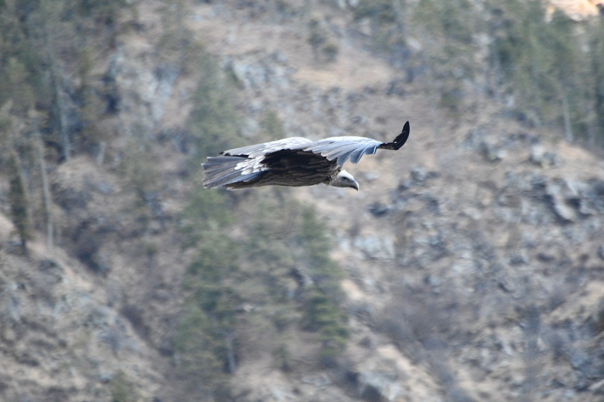 Himalayan Griffon - ML647388613