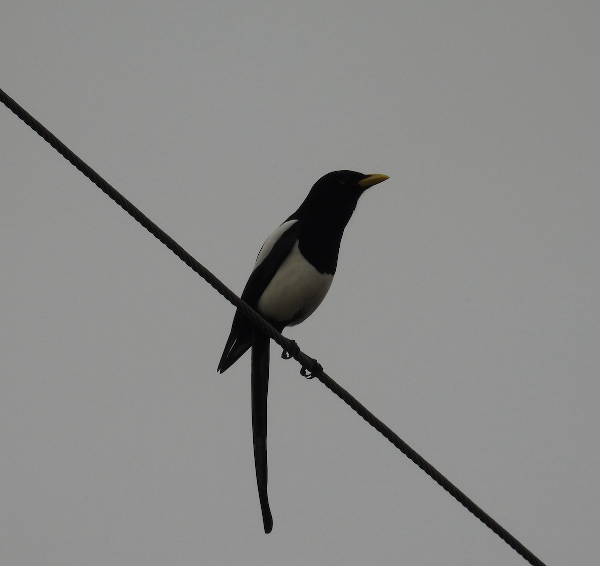 Yellow-billed Magpie - ML647388615
