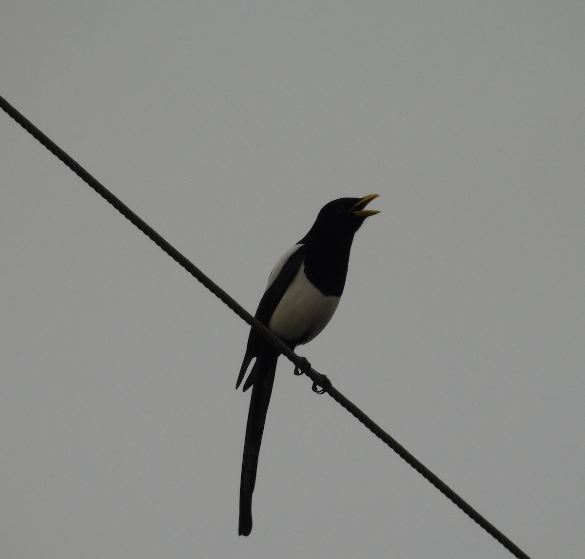 Yellow-billed Magpie - ML647388616