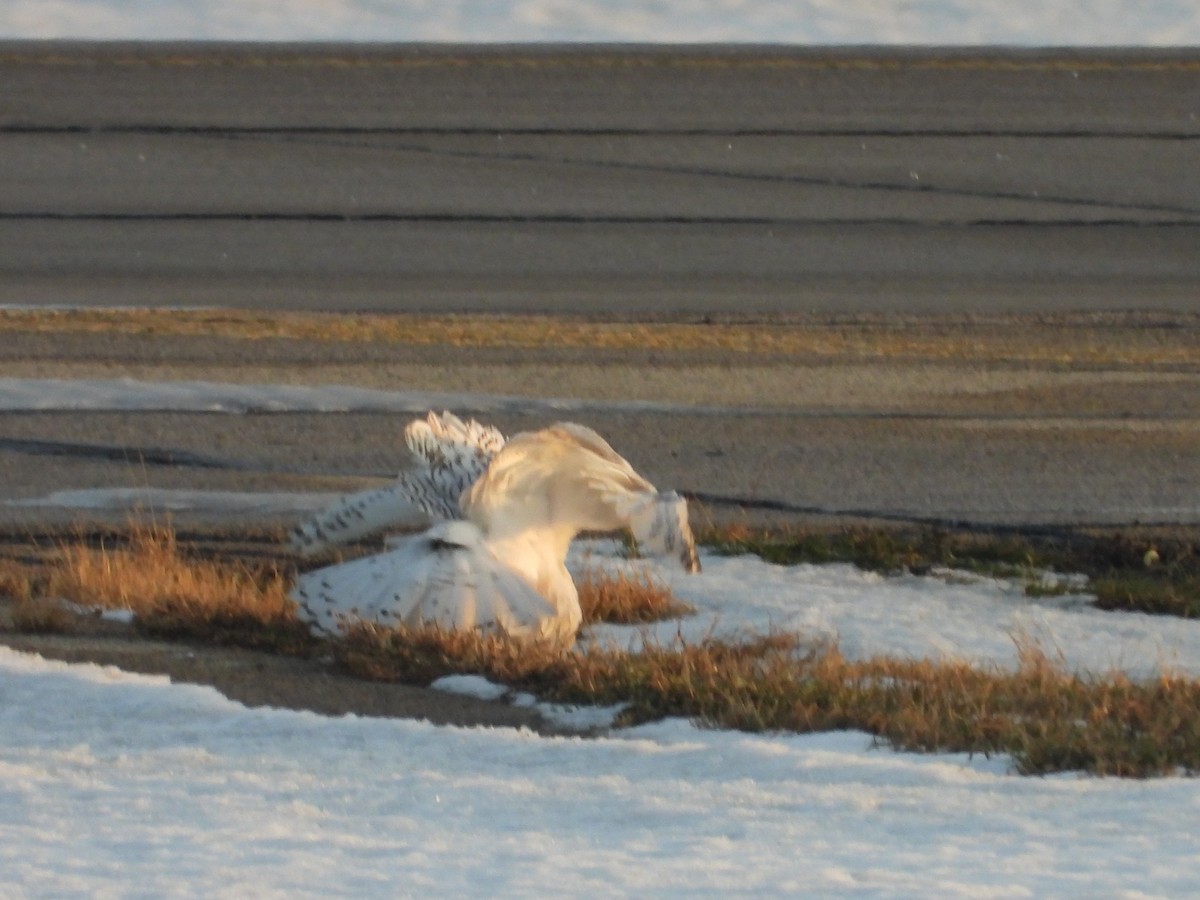 Snowy Owl - ML647388619