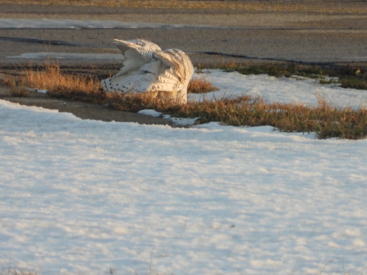 Snowy Owl - ML647388620