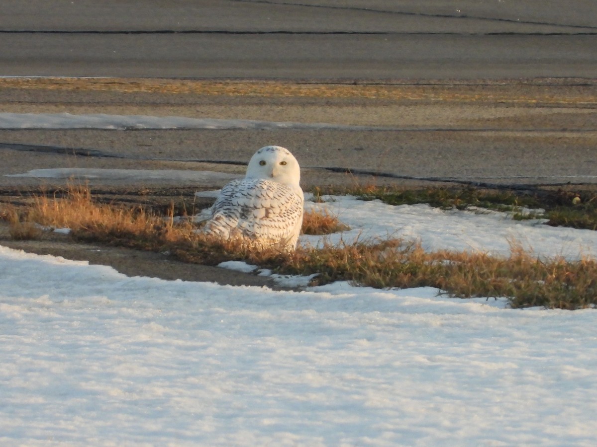 Snowy Owl - ML647388621