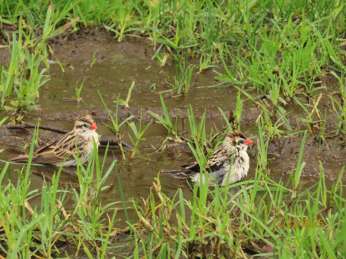 Pin-tailed Whydah - ML647388626