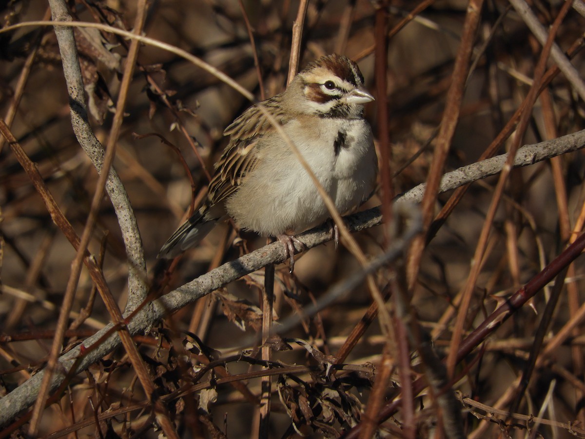 ヒバリヒメドリ - ML647388633