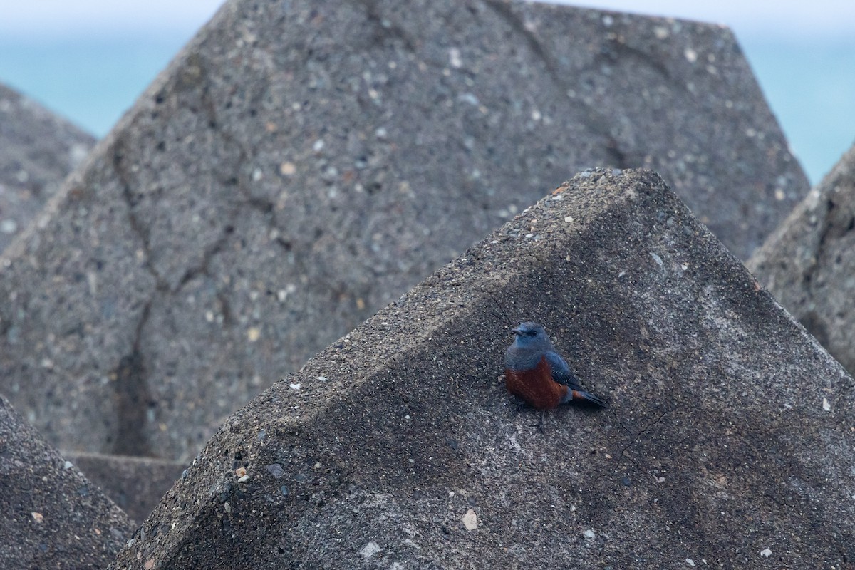 Blue Rock-Thrush (philippensis) - ML647388636