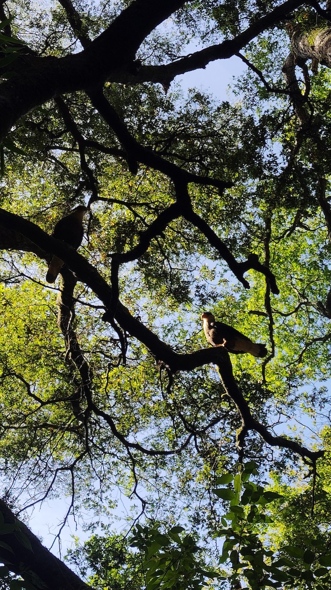 Crested Caracara - ML647388637