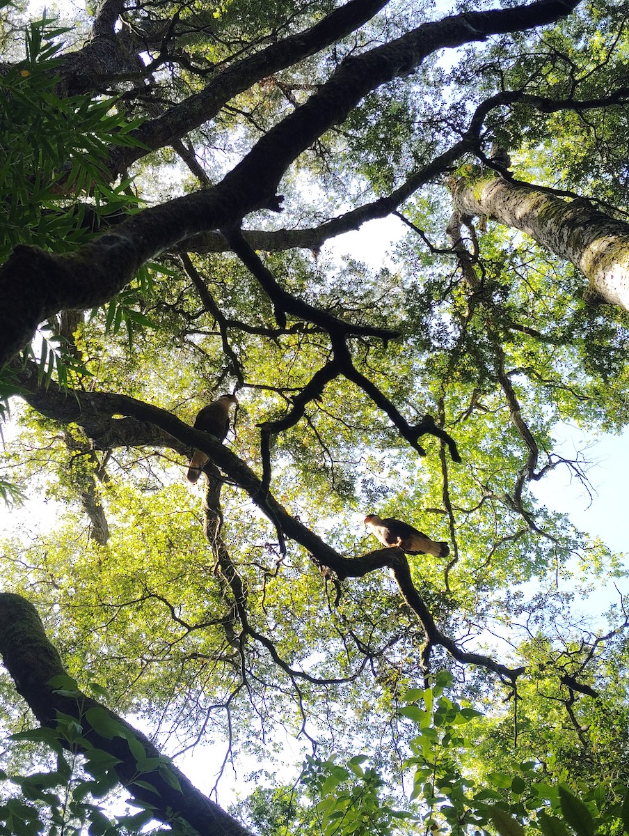 Crested Caracara - ML647388638