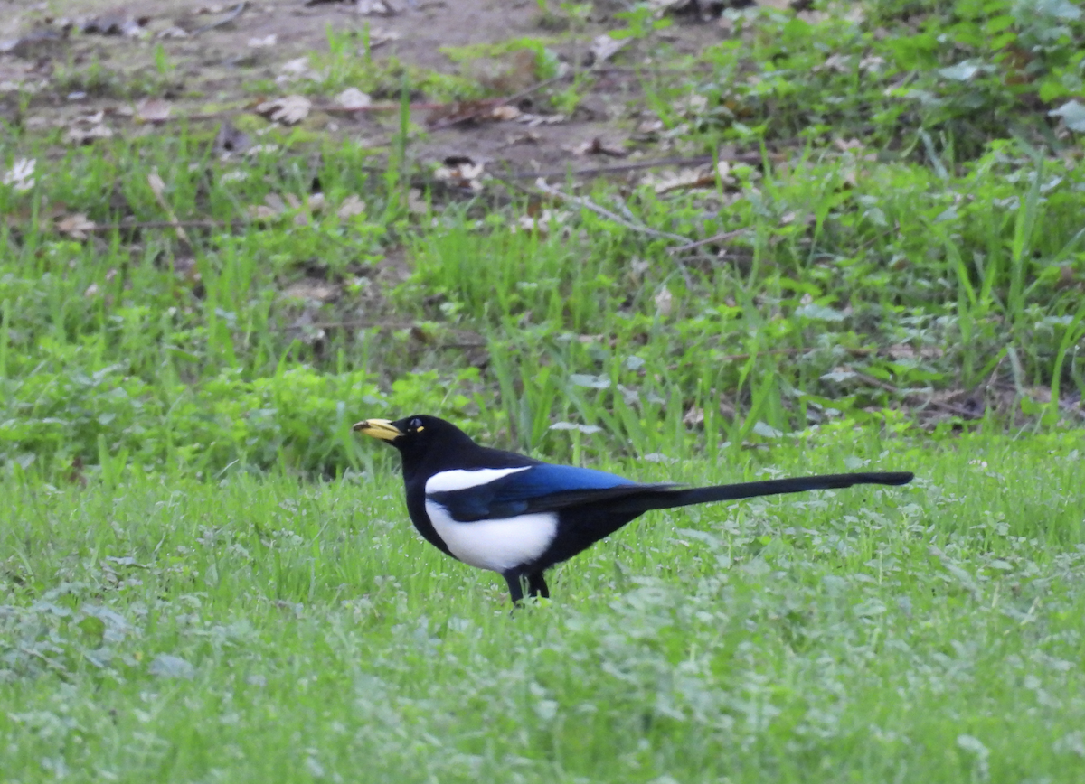 straka žlutozobá - ML647388640