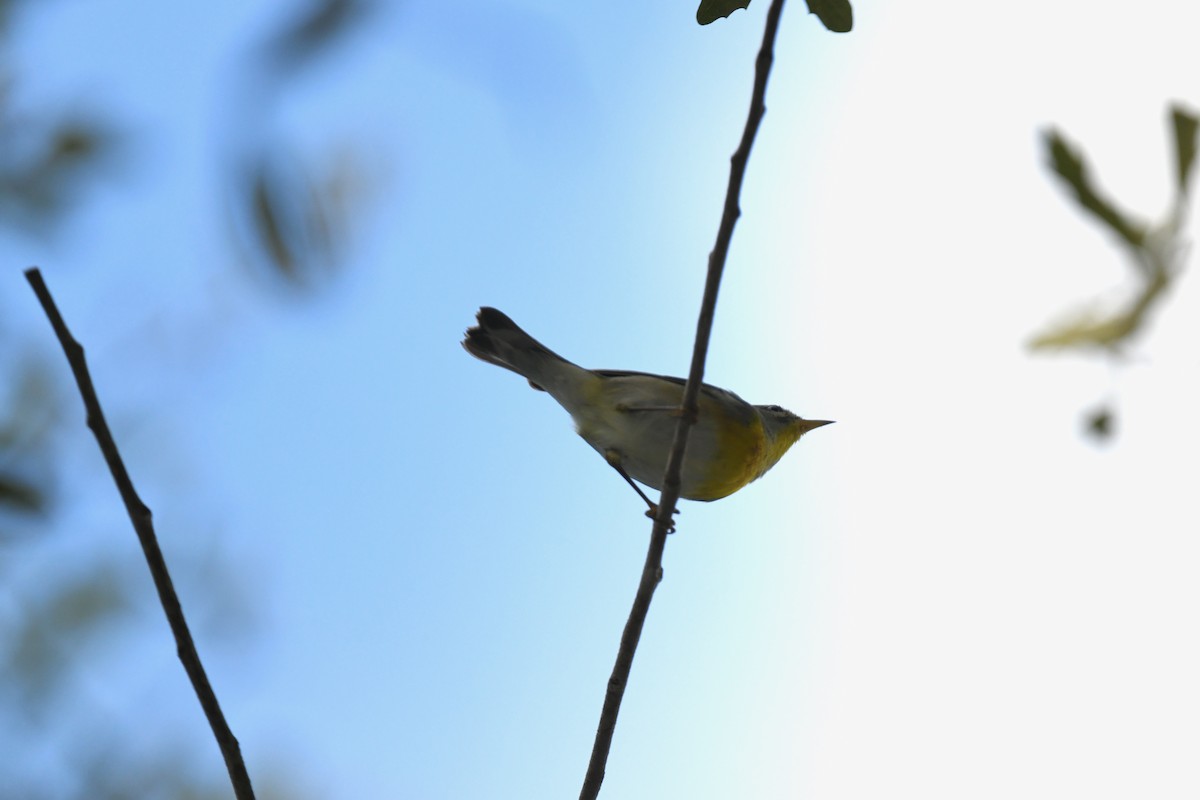 Очковая древесница - ML647388642